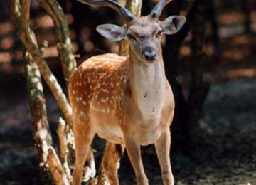 Missing Deer Reportedly Alive