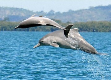 Humpback Dolphins Thriving in Persian Gulf