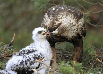 Two Golden Eaglets Die in Lorestan