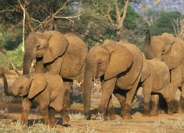 Socializing More Important to Zoo Elephants Than Space