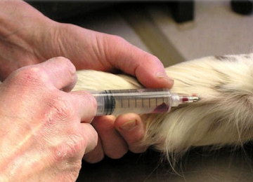 New Guidelines on Euthanasia of Dogs