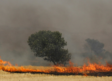 Fires Cost Fars Forests Dear