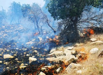 Counting the Cost of Wildfires 