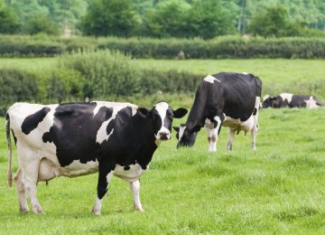 Antibiotics May Double Livestock GHG Emissions