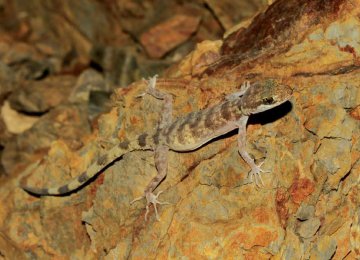 New Gecko Species in Need of Protection