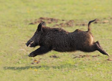 DOE Defends Stance on Wild Boar Hunting