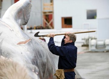 Tourists Confused by Iceland Whaling “Tradition”