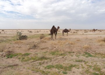 Jazmourian Wetland Plight Revisited