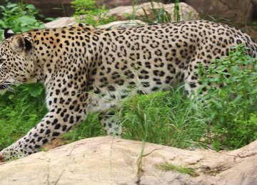 DOE Seeks Severe Punishment for Leopard Poacher