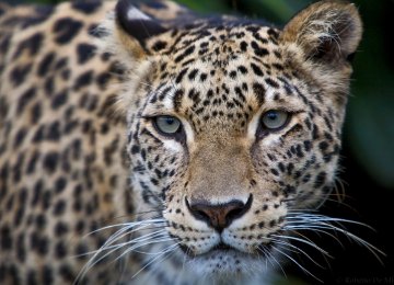 “Guilty” Leopard Exonerated