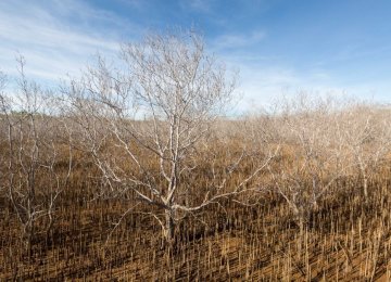 Australian Mangrove Deaths Blamed on Climate Change