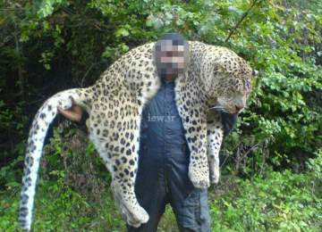 Leopard Poacher Handed  Suspended Sentence