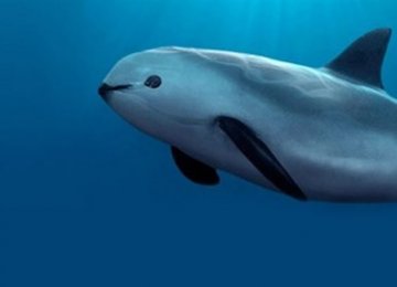 World’s Smallest Porpoise Battling Extinction
