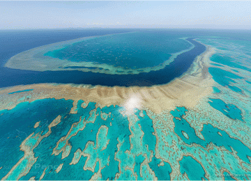 Great Barrier Reef on Verge of complete ecosystem Collapse