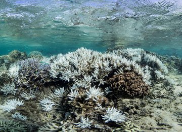 Third of Great Barrier Reef Dead or Dying, Raising Alarms