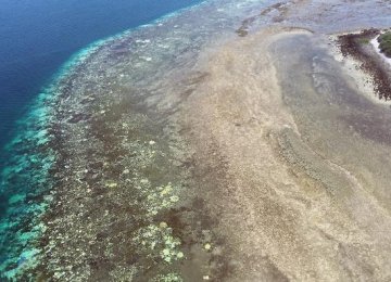 Climate Council Warns of Great Barrier Reef Demise