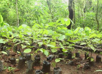Forests Regrown in Latin America Key for Climate