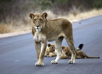 South Africa National Parks to Ban Animal Apps