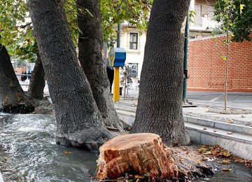 DOE to Probe Felling of Tehran’s Iconic Trees