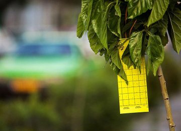 The Tehran Municipality is taking several measures to combat whiteflies, such as attaching sticky yellow papers on trees to trap the insects.