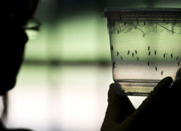 Summer Tourism May Spread Zika to Europe