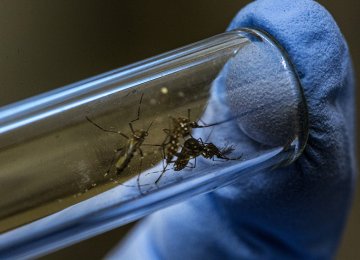 Puerto Rico Paying Price of Zika Epidemic