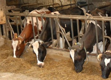 German Dairy Farmers Going Bankrupt