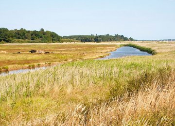 Wetland Pastures Off-Limits to Livestock