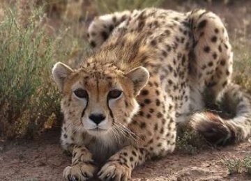 Another Asiatic Cheetah