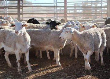 Ban on Livestock Exports