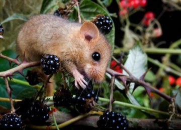 Threat of Extinction Looms Over Dormice in UK