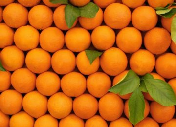Orange Production to Reach 2.5m Tons