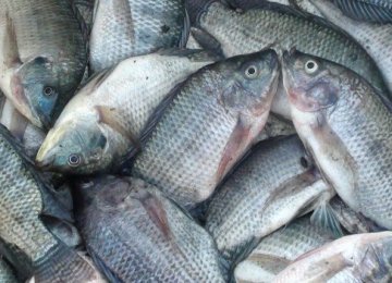 Tilapia Farming to Be Piloted in Yazd Province