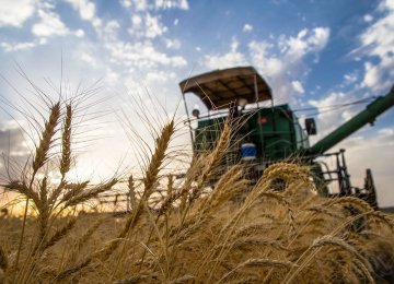 Every year the government buys wheat from local farmers at guaranteed prices to build up its strategic reserves and  control prices in the domestic market.