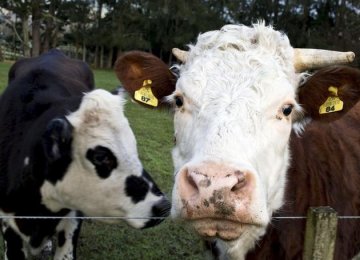 Investors Urge Food Firms to Shift from Meat to Plant Protein