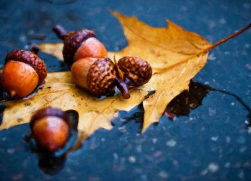 average rainfall will see a 10-20% decline this autumn.