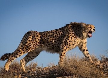 More than 60% of all cheetah deaths in the past nine years have been caused by road accidents on the Tehran-Mashhad route.