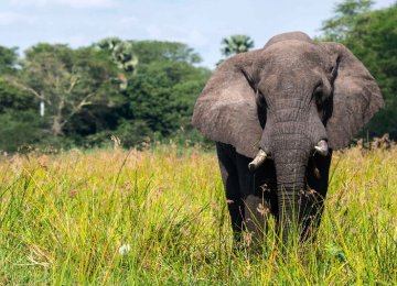 African savanna elephants have declined at a rate of 27,000 elephants per year in less than a decade.