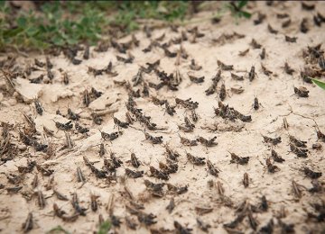 Invasion of Hamoun Locusts Ends After More Than 2 Weeks