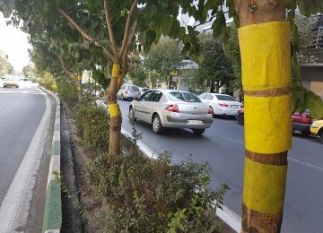 Trees across Tehran are wrapped in sticky yellow papers that attract and trap whiteflies. (Photo: Kian Sharifi)