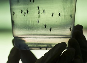 Worried About Tourism Impact, Thailand Downplays Zika Risk