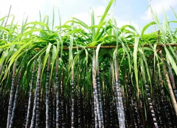 Scientists Create Eco-friendly Jet Fuel from Sugarcane