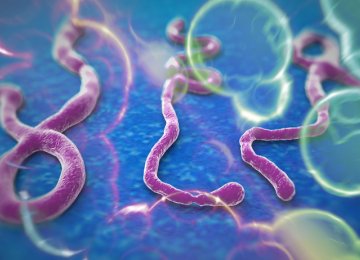 Ebola Resistance Lies in Genes