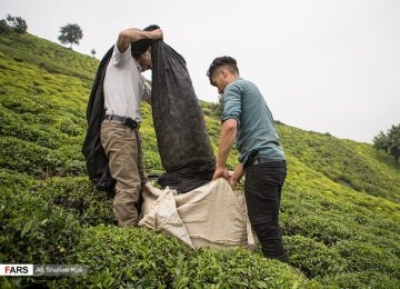 Iran Records Rise in Tea Exports 