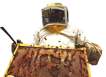 Iran Ranks Among Top Honey Producers in the World 