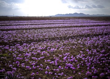 Saffron Exported to 52 Countries 