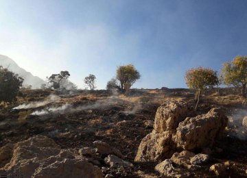 Forest Blaze in Southwest Iran Stopped 