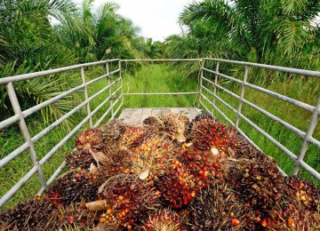 Iran Palm Oil Imports See 23% Decline - Report