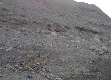 Sighted Cheetah in Central Iran Hoped to Be a Fourth and Female 