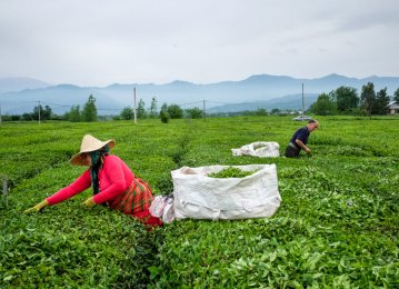 Iran Gov’t Local Tea Leaf  Purchases Exceed $20m